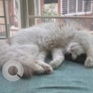 Missing: White-Brown Mix Male Ragdoll Cat from Sadashivangar lower palace orchards-2