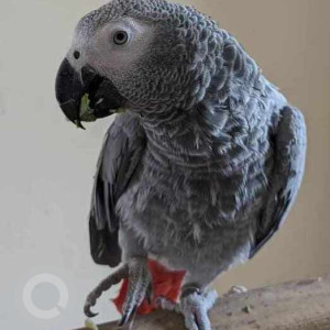 Missing: White and Grey Male African grey parrot Parrot from Satya Sai enclave, Bowenpally-2
