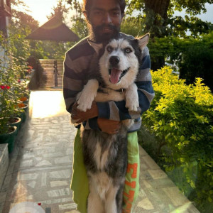 Missing: Black and Brown Male German shepherd Dog from TC Palya bus stand-2