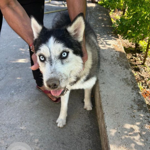 Missing: Grey-White Mix Male Husky Dog from Real Happiness, Upper Tapovan, Rishikesh