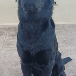 Missing: Black Male Labrador Dog from Silk board, Service road near EC City