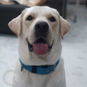 Missing: White Male Labrador Dog from Shivarampally, Hanuman Temple