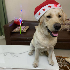 Missing: White Male Labrador Dog from Range Hill Area Khadki-2