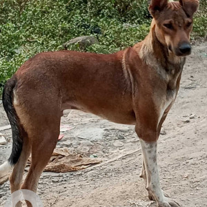 Brown Female Brindle Dog is Found from Riverside road, suncity road, highway side.