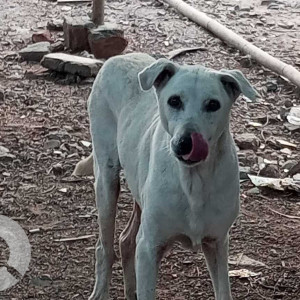 White Male Indie Dog is Found from Riverside road, suncity road, highway side