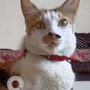 Missing: White-Brown Mix Female Calico Cat from Matoshri Apartment, Bavdhan Khurd, NDA Road