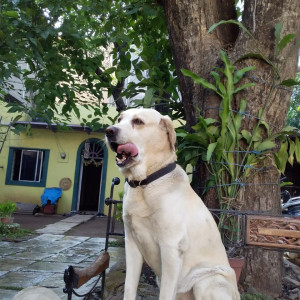 Missing: White Male Labrador Dog from Yerwada, Pune