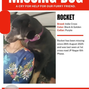 A Black and Brown Indie mix Dog Missing from J. P. Nagar, Bengaluru