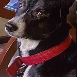 Missing: Black and White Male Indie Dog from Thane Wholesale market