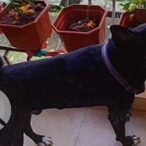 Missing: Black and White Male Indie Dog from Thane Wholesale market-2