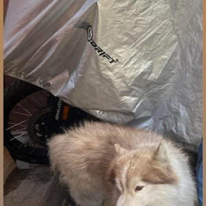 Light Brown Male Indie Dog is Missing from Jorbhag coloney-2