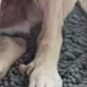 Light Brown Male Indie Dog is Missing from Jorbhag coloney-3