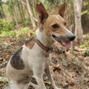 A White-Brown Mix Indie Dog Missing from Pilerne Industrial Estate, Saligao