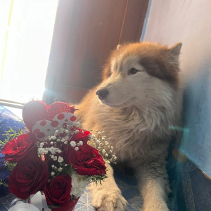 A White-Brown Mix Husky Dog Missing from Bengaluru-2