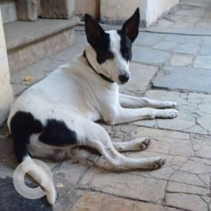 Missing: Black and White Male Indie Dog from Saraswati Vidyamandir, Mahim west