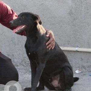 Missing: Black Male Indie Dog from Bhairavnath temple  Dashkriya Kondhwa