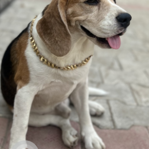 Missing: White-Brown Mix Male Beagle Dog from Lord Krishna convent school Dhanwapur-2