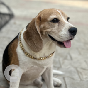 Missing: White-Brown Mix Male Beagle Dog from Lord Krishna convent school Dhanwapur