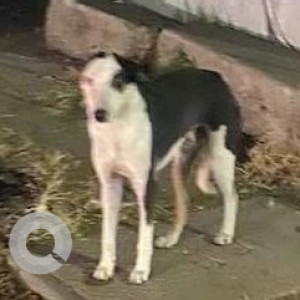 Indie dog is found near Rohan Mithila Lower Parijat Symbiosis law college road