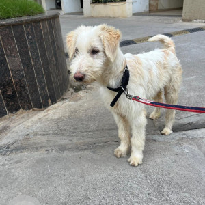 Found: White Male Cyprus Poodle Dog from Nankramguda circle-2