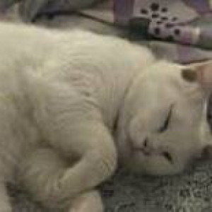 Missing: White Male Persian Cat from Nachiyappan Street-2