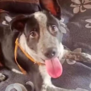 Missing: Black and White Male Indie Dog from Hari Nagar, Ghantaghar, Janakpuri