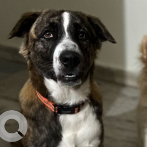 A Black and Brown Indie Dog Missing from Hyderabad