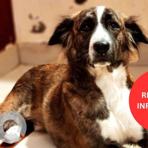 A White-Brown Mix Aidi Dog Missing from Ward 104 Kondapur, Hyderabad