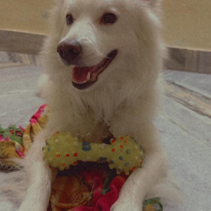 Missing: White Male Pomeranian Dog from 44 Chakkarai Street, Kondithope, Chennai