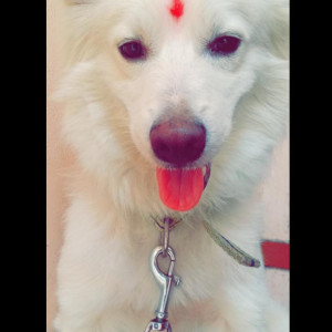 Missing: White Male Pomeranian Dog from 44 Chakkarai Street, Kondithope, Chennai-2