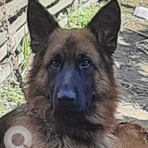 Missing: Black and Brown Male German Shepherd Dog from Kritipur, bhatkepati area
