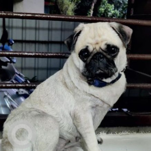 Missing: White Female Pug Dog from Balaji mobile shop (opposite to nathamuni busstop) Villivakkam, Chennai