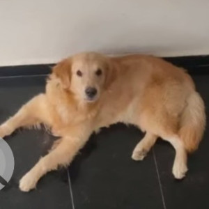 A Golden Golden Retriever Dog Missing from Khatipura, Jaipur-2
