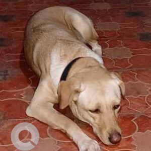 Brown Female Labrador cross Dog is Missing from Vijayanagar 3rd stage B block