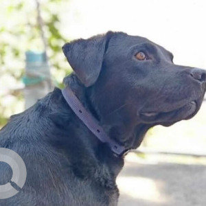 A Black Labrador Dog Missing from Shivpuri