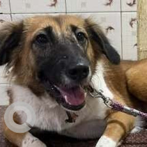 Found: White-Brown Mix Female Indie Dog from Royapettah
