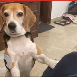 White-Brown Mix Male Beagle Dog is Missing from Jor bagh