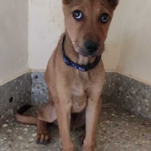 Found: Brown Male Indie Dog from RT Nagar 2nd Block-2