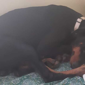 Missing: Black and Brown Male Dobermann Dog from Subhodaya Colony, Chandanagar, Hyderabad-2