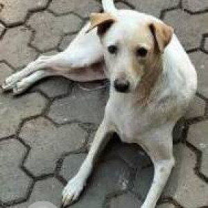 White Female Indie Dog is Found from Bhakti Park, Wadala