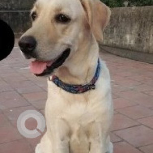 A White-Brown Mix Labrador Dog Missing from Villivakkam, Chennai-2