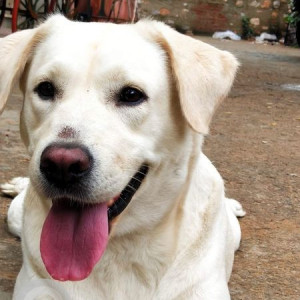 Missing: White Female Labrador Dog from Ahinsha Circle, Subhash Marg, C-Scheme, Jaipur, Rajasthan-2