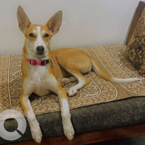 Missing: White-Brown Mix Female Indie Dog from Pradhikaran near swimming pool