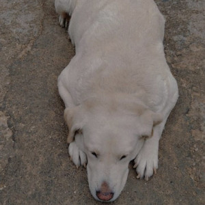 Missing: White Female Labrador Dog from Ahinsha Circle, Subhash Marg, C-Scheme, Jaipur, Rajasthan-3