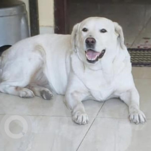 Missing: White Female Labrador Dog from Ahinsha Circle, Subhash Marg, C-Scheme, Jaipur, Rajasthan