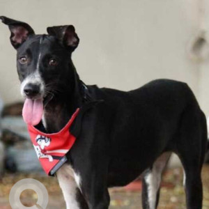 Missing: Black and White Female Indie Dog from Moorthy street, West Mambalam