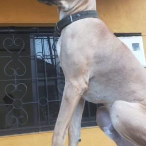 Missing: Brown Male Indie Dog from Near Mapusa court