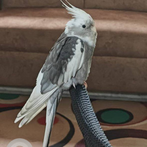 Missing: Black and White Male Cockatiel bird other from Sector 4, New Panvel, Neel kunj building
