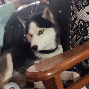 Missing: White and Grey Male Husky Dog from Kowkoor behind M B Dargha