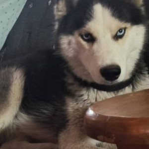 Missing: White and Grey Male Husky Dog from Kowkoor behind M B Dargha-2